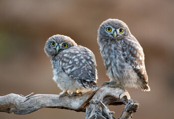 Beautiful little owl in the wild. Athene noctua. Two owl chick on a stick, on a beautiful background
