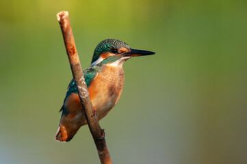 Common Kingfisher, Alcedo atthis, close up