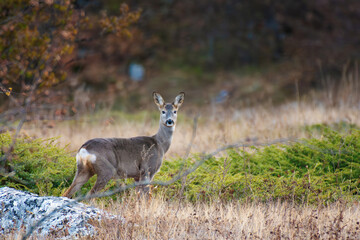 Wild roe deer Capreolus capreolus standing in the wild. Close up
