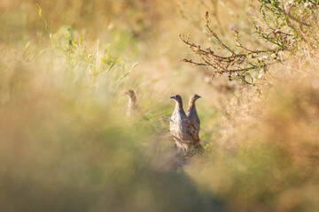 Partridge. Warm colors nature background. Grey Partridge. Perdix perdix. A group of birds hiding in the grass