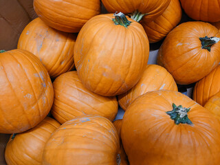 Autunno: zucche di halloween - halloween pumpkins in autumn