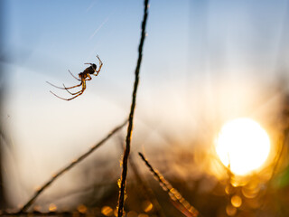 Spider on the web in the garden at sunset. Selective focus - obrazy, fototapety, plakaty