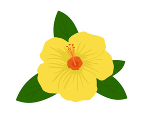 Yellow hibiscus flower with green leaves isolated. Flat illustration of tropical Hibiscus in close up. Hardy hibiscus or rose mallow flower in cartoon style. Vector illustration rose of sharon 