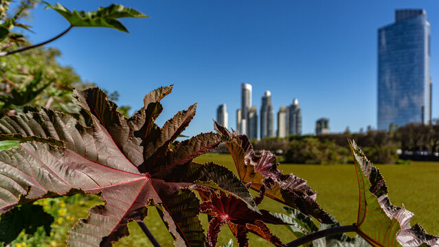 Vistas de plantas y edificios desde la reserva ecol&oacute;gica de la ciudad de Buenos Aires