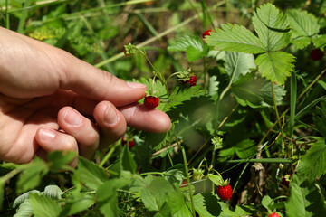 Woman gathering ripe wild strawberries outdoors, closeup