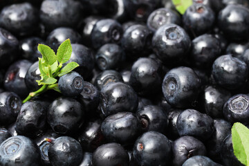 Fresh bilberries and green leaves as background, closeup