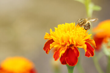 Honeybee collecting pollen from beautiful flower outdoors, closeup. Space for text