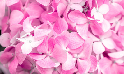 Obraz premium Pink flowers close up. Bouquet of purple flowers. City flower beds, a beautiful and well-groomed garden with flowering bushes.