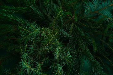 Christmas tree green background.