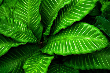 Macro photo of tropical green leaves. Plant leaf structure. Tropical background.