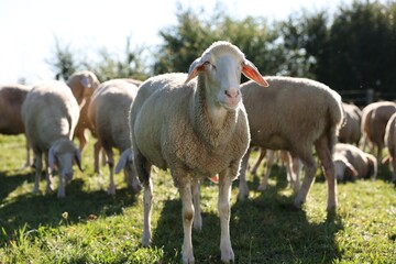 Obraz premium Cute sheep grazing outdoors on sunny day. Farm animals
