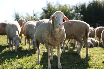 Cute sheep grazing outdoors on sunny day. Farm animals