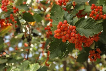 Obraz premium Rowan tree with many orange berries growing outdoors, closeup