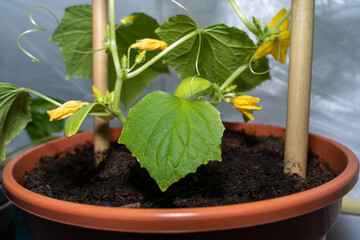 Close up of small cucumber plant while growing inside the house in spring 