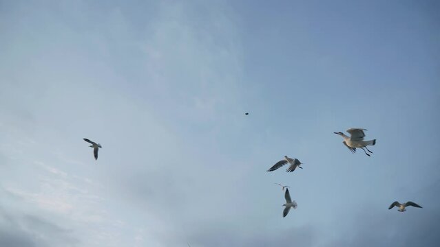 A seagull grabs a piece of bread thrown to her on the fly. She definitely achieves her goal