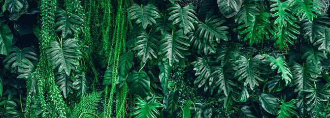 Group of background tropical green leaves texture. Natural green wallpaper and background. Green of...
