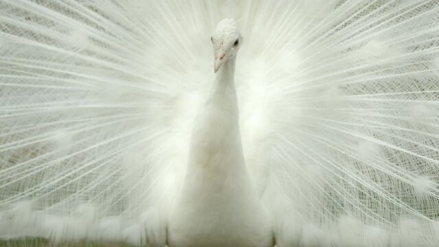 Large peafowl of incredible beauty with white feathers proudly shaking its gorgeous tail. Albino peacock. The representative of Phasianidae family. High quality 4k footage