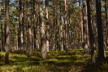 Swedish trees in the forest, Sweden, pines