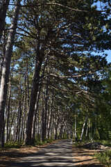 Fototapeta na wymiar Swedish trees in the forest, Sweden, pines