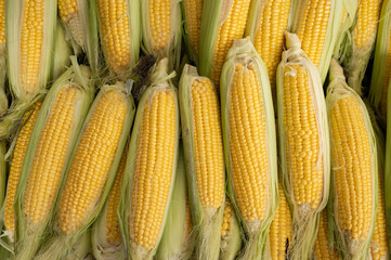 Fresh ripe harvest of corn