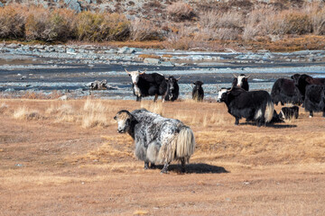 Yaks grazing on autumn pastures in the steppes of Mongolia. Mongolian cattle in the sunny morning.