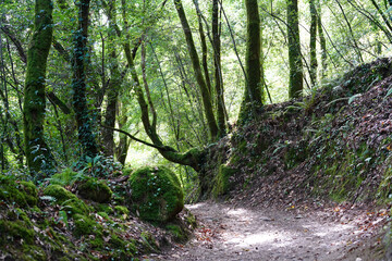 A forest path that is covered with leaves. Thick moss grows on the trees.