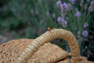 the rim of a wicker basket on which a ladybug is sitting, the photo is horizontal, a lavender field