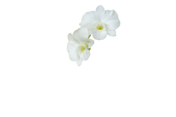 White orchids isolated on white background, clipping path included.