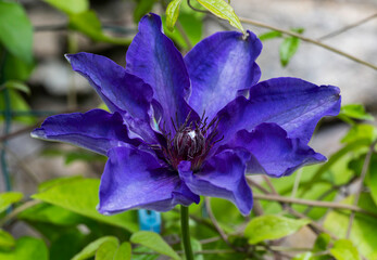 Detail of the blue flower of the Clematis plant.