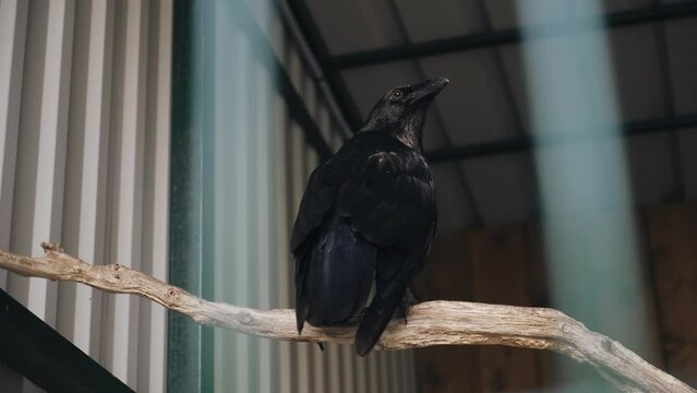 A black raven sits on a branch in a cage and looks around. Big beautiful bird