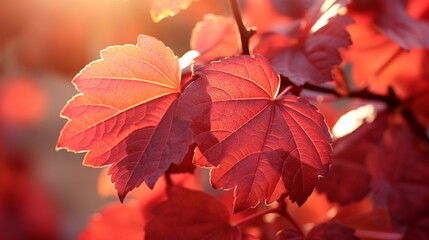 Close-up of vivid red wild grape leaves, backlit by soft sunlight, creating a mesmerizing autumn...