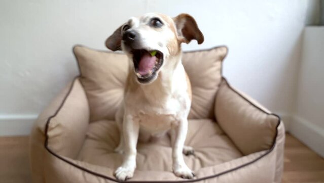 Senior dog is sitting on beige sofa, looking at the camera. gets piece of green apple and chews it with gusto. Pet eating food theme video footage. Senior dog healthy food