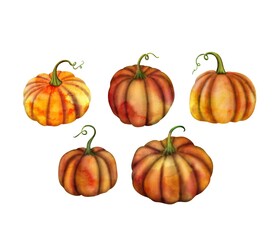 Various colorful pumpkins watercolor illustration isolated on white. Vibrant autumn squashes. Thanksgiving clipart. Different gourds composition