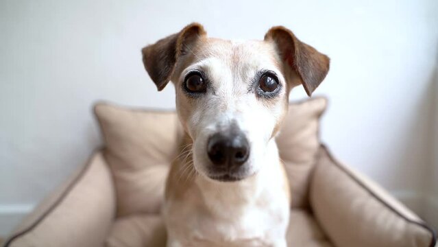Adorable senior dog face close up looking at the camera exited waiting for snack. chews a piece of apple with pleasure and appetite. Funny pet face close up wide angle lens video footage