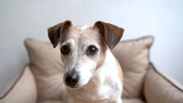 Adorable small senior dog close up looking at camera anxiously waiting gets a piece of apple and chews it with gusto. Cute dog  elderly portrait, big smart eyes, gray haired. Pet theme video footage
