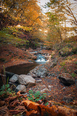 little river in autumn forest