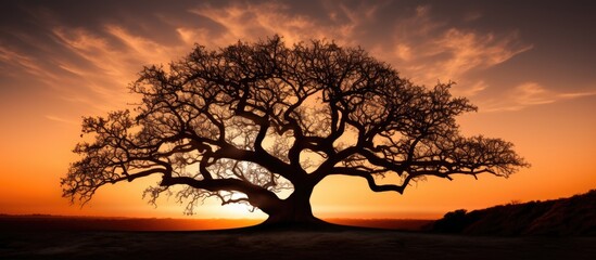 Ancient oak tree outline at dusk With copyspace for text
