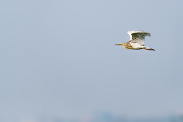 A pond heron
