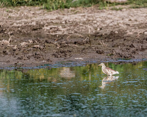 A pond heron