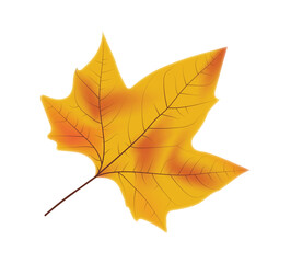 hand drawn yellowed leaf illustration. dried leaf