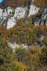 Fototapeta premium autumn in the dark forest