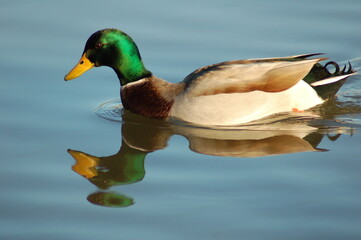 Fototapeta premium Anade real macho en el agua