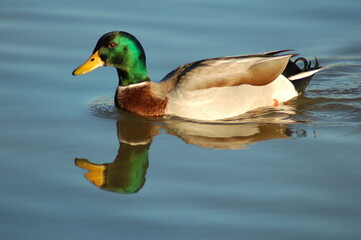 Obraz premium Pato macho nadando