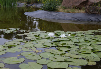 two white water lilies in an artificial lake, park, landscape design, walk, reservoir