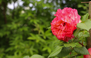 summer plant background, shallow depth of field, rose and bokeh, botanical garden