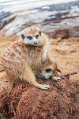 Fototapeta premium A group of cute meerkats. Meerkat Family are sunbathing.