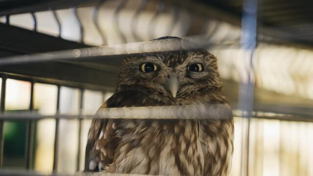 The look of a large owl sitting in a cage and looking directly into the camera. The bird has big and beautiful eyes