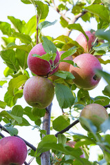 Apple orchard. Ripe apples in the garden ready for harvest.