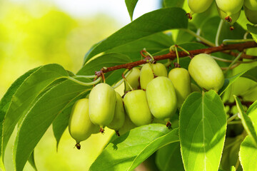 Berries actinidia on a branch close-up in the garden.