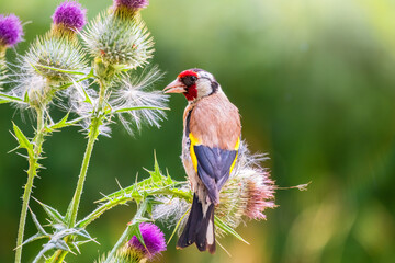 European goldfinch, feeding on the seeds of thistles. Carduelis carduelis.